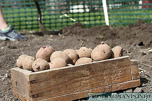 Fitur ngembang kentang: nyiapake lan nandur