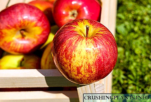 Што го одредува вкусот на јаболката?