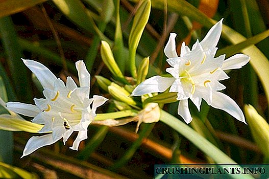 ʻO Pankration, a i ʻole Lily Lily