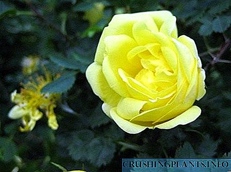 Ama-park roses