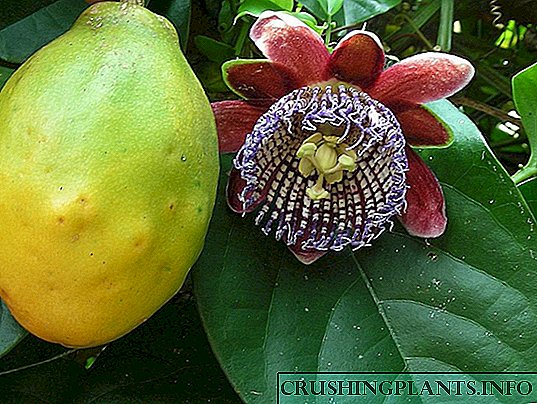 Passiflora - "Cavalier Star"