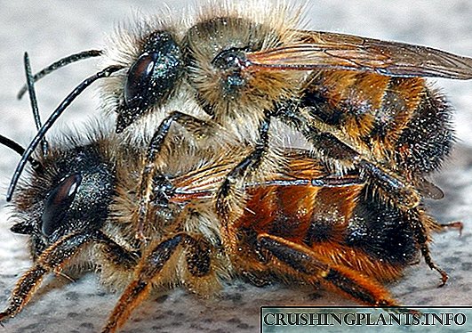 Bee - hevalbendê nişteciyek havîn
