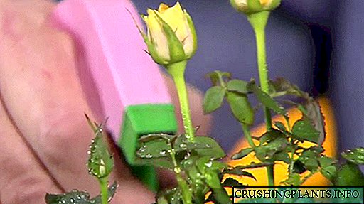 Transplantasi lan adaptasi mawar kembang ing njero ruangan