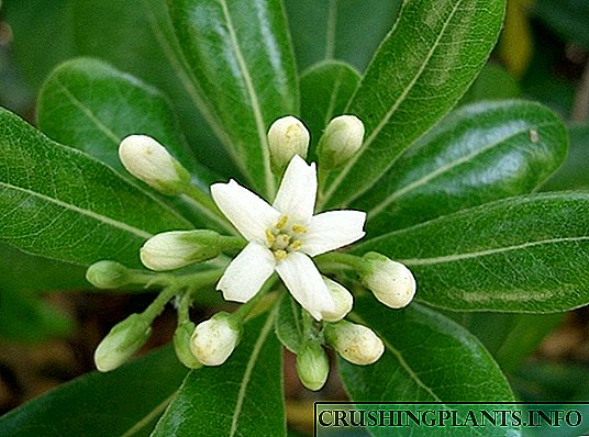 Pittosporum confertiflorum - evergreen Frutex