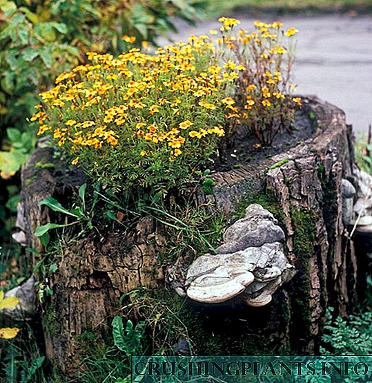 Засеци во градината - можност за необична декорација