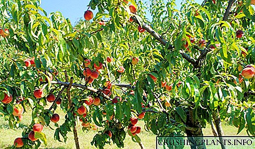 Naha pruning peach diperyogikeun?