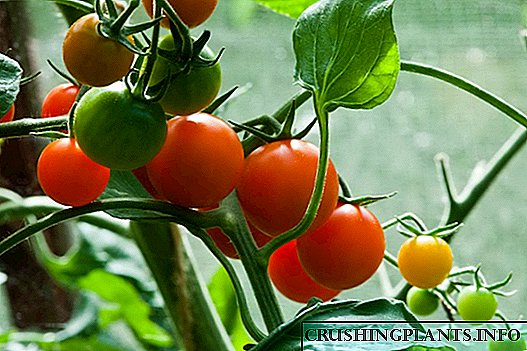 Ovarium inferum Quid spumam super tomatoes?