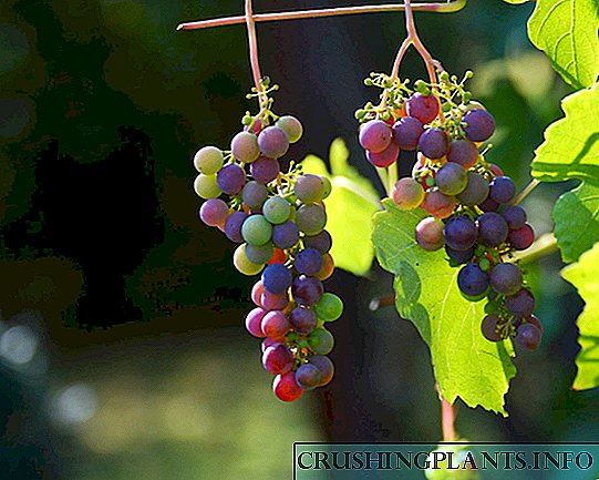 Pse vezoret bien në rrush?