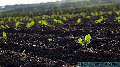 Зошто плодноста на почвата е толку важна?