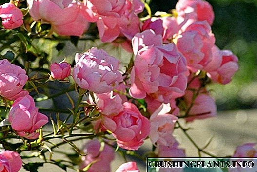 Извонредна цвета роза „Покриена од земја“, летен ветер