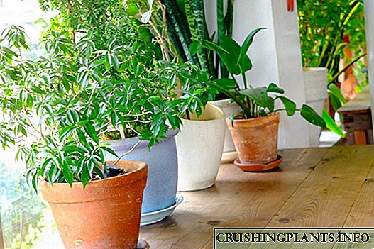 Selección de plantas de interior adecuadas ás condicións da súa casa