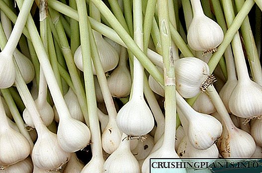 Zambiri Za Garlic