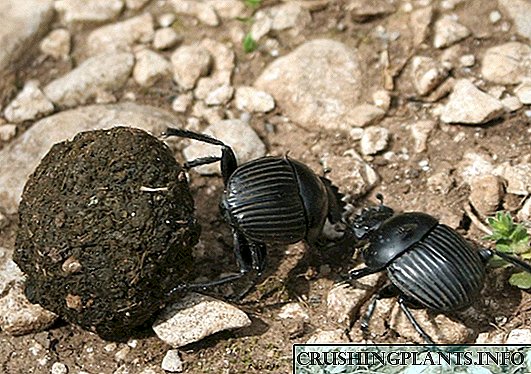La vorto de honoro scarab