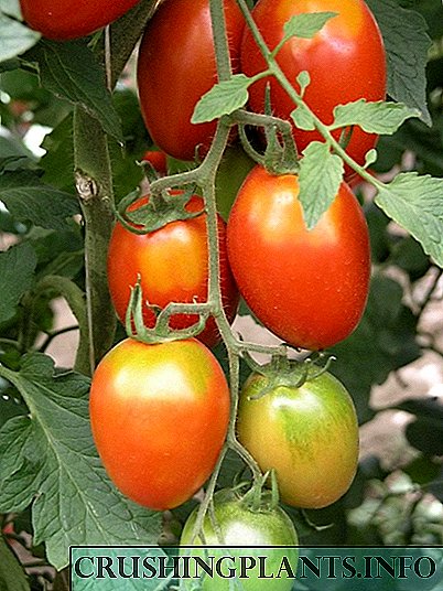 Tomatoes - Incas качан ойлогон эмесмин