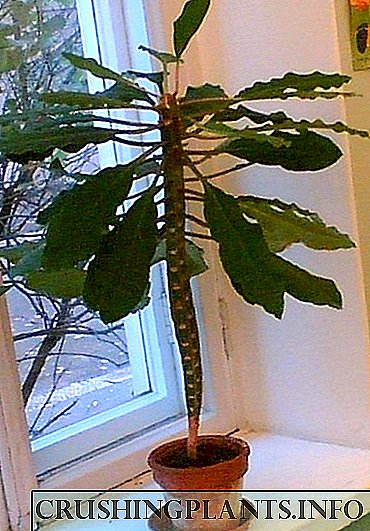 Euphorbia Popolari