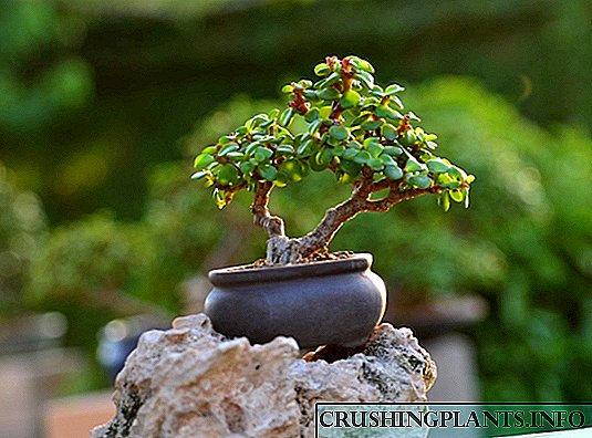Portulacaria africa - othandizira, bonsai ndi kupezekanso
