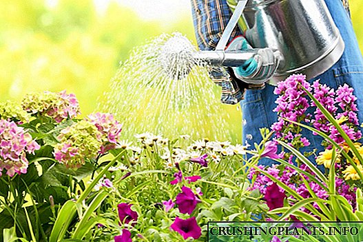 In flore lectum irrigationes Rules