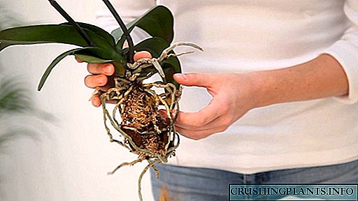 Aturan kanggo tanduran orkid ing blok lan ing landasan