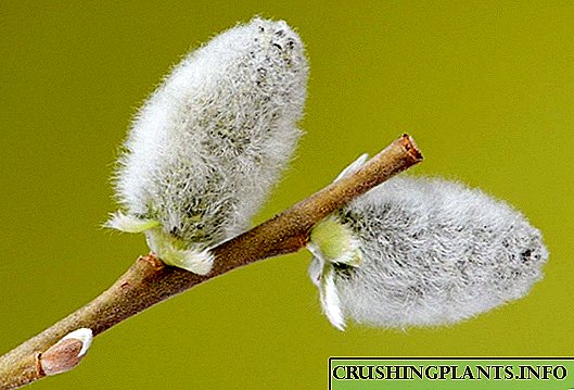 Harbinger ti Orisun omi - Blooming Willow