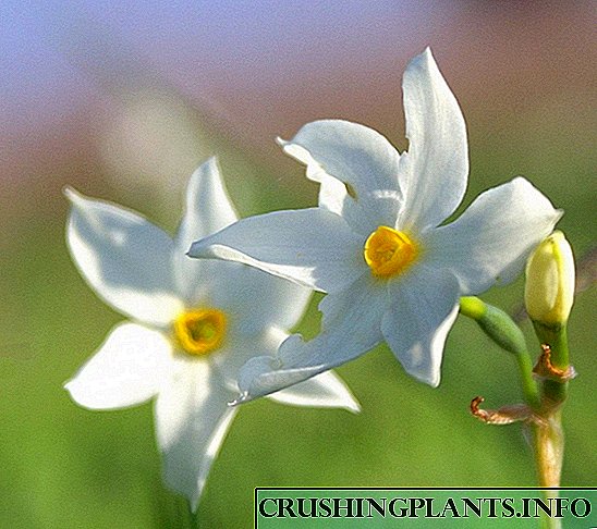 Pulchra daffodils