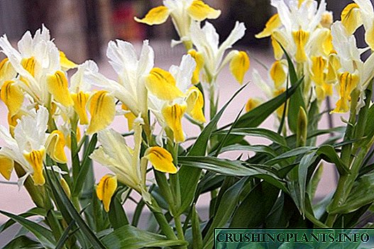O uso de iris na xardinería decorativa