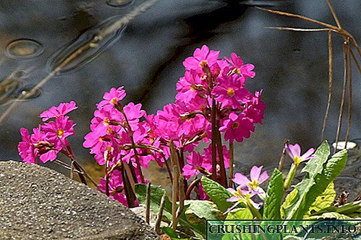 Примула кызгылт - Queen primroses