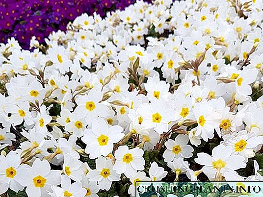 Primrose Julia - primrose sing ora biasa lan cerah ing kebon