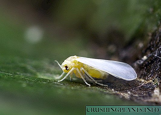 Pencegahan - dasar perang ngalawan whiteflies di imah kaca