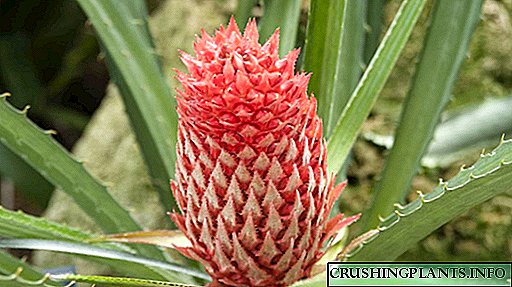 Pseudananas - frábært val til ananas innanhúss