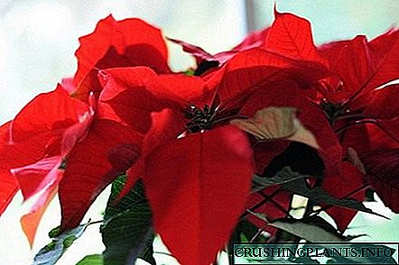 Poinsettia - Queen of the New Year