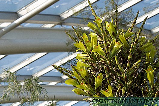 Puya - bromeliad xerîbek exotic