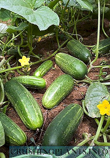 Farkon girbi na cucumbers