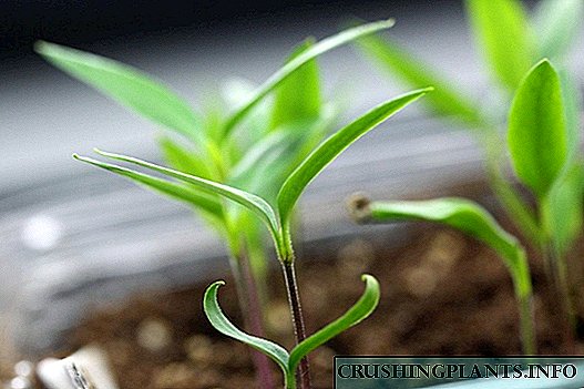 Proračun termina za sjetvu sjemena povrtnih kultura za sadnice