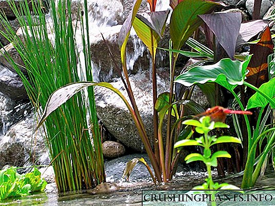 Растенија за езерца