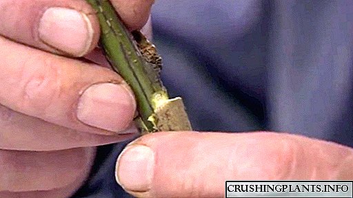 Размножување на peonies од дрво со калемење