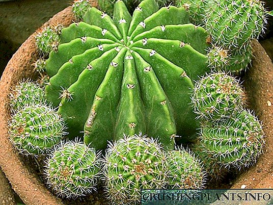 Cactus reproduktado