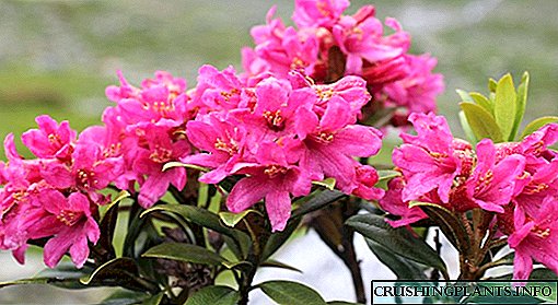 Rhododendron æxlun