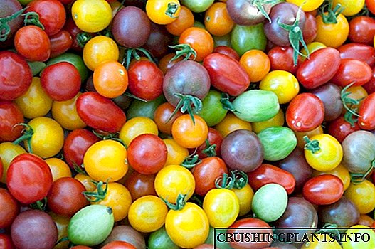 Multicolored помидор
