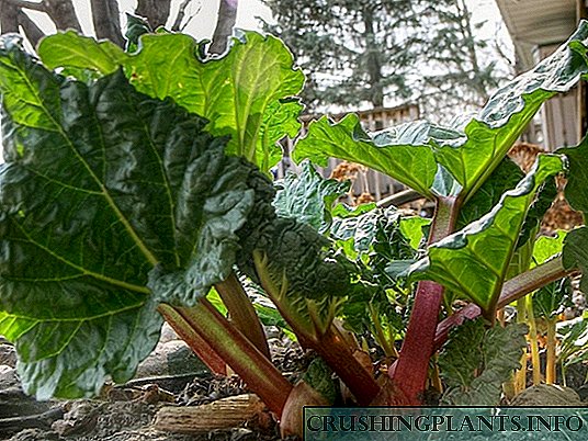 Rhubarb - sedhep lan sehat
