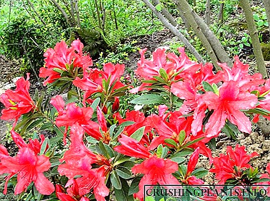 Rhododendrons - Dúichí Maorga na Tibéid