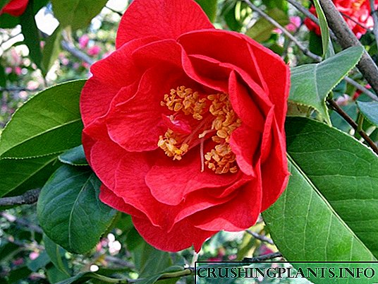 Novel sareng Camellias