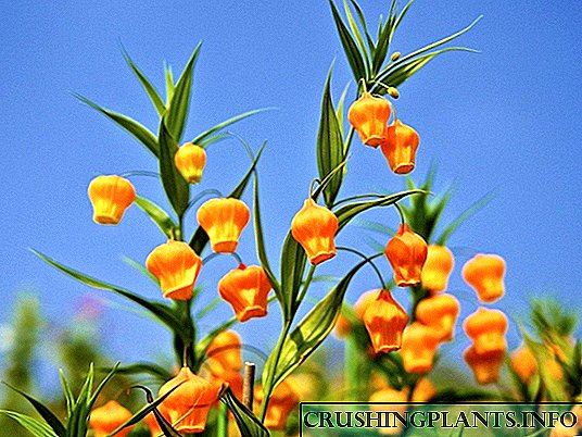 Sandersonia whakapaipai, or Golden Lily o te raorao