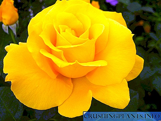 Hybrid Rose Rose