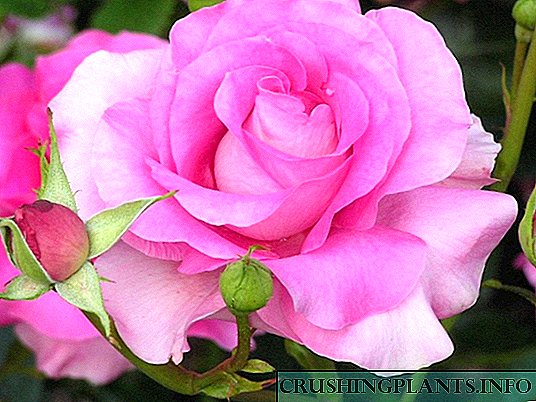 Розова флорибунда