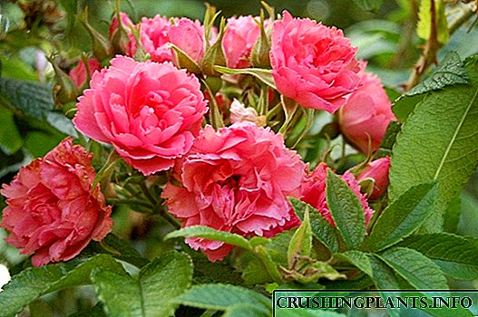 Роза чиндории - зебоии фавқулодда