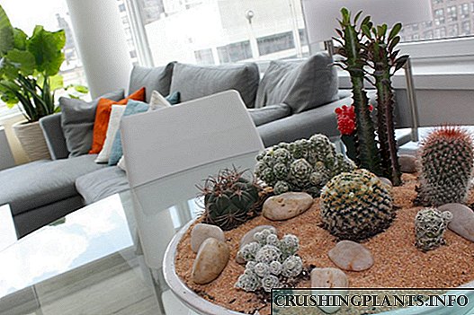سنگ باغ در فضای داخلی - ویژگی های ایجاد و انتخاب گیاهان