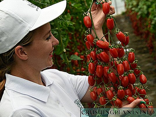 سب سے مزیدار ٹماٹر! زرعی انعقاد کے تلاش سے ٹماٹر "Vkusnotek" کا ایک سلسلہ۔