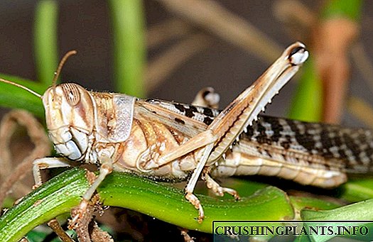 Locust ass déi geféierlechst Planzewelt op der Welt.