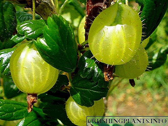 Ang mga lihim ng lumalagong gooseberry
