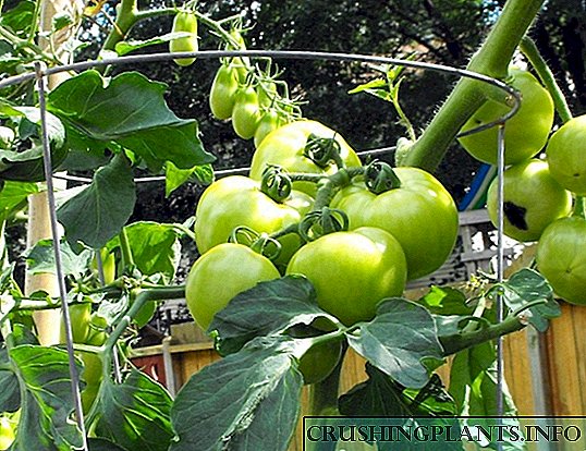 Attera Totus crescit tomatoes